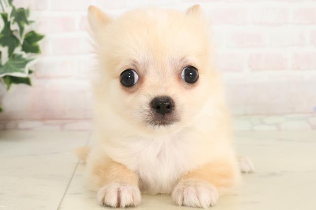 鳥取県のチワワ(ロング) (Coo&RIKUラ・ムー鳥取東店/2025年4月2日生まれ/男の子/クリームホワイト)の子犬