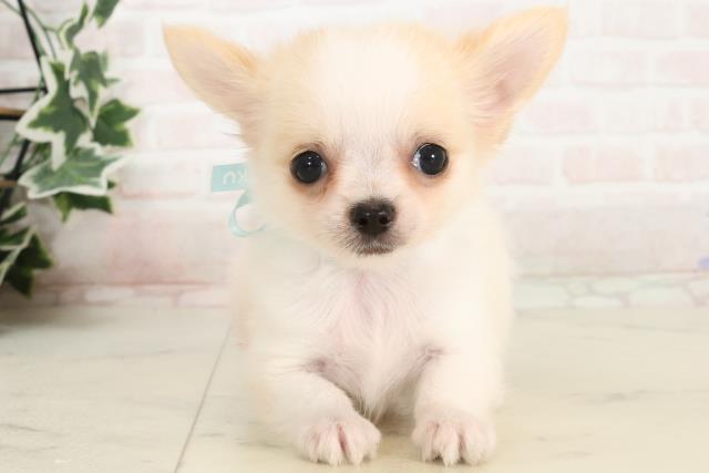 広島県のチワワ(ロング) (Coo&RIKU東広島店/2025年4月2日生まれ/男の子/クリームホワイト)の子犬