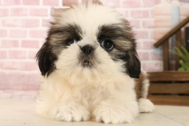 鳥取県のシーズー (Coo&RIKUラ・ムー鳥取東店/2025年4月3日生まれ/女の子/ホワイトゴールド)の子犬