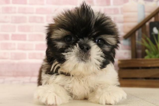 山口県のシーズー (Coo&RIKUシーモール下関店/2025年4月3日生まれ/女の子/ホワイトゴールド)の子犬