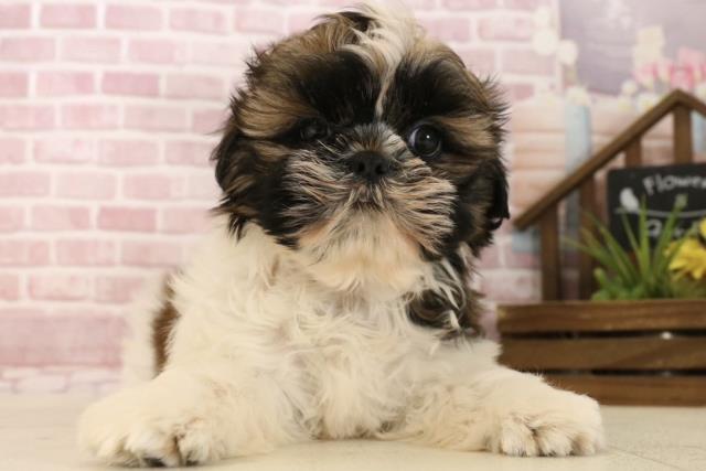 大阪府のシーズー (Coo&RIKU枚方店/2025年4月4日生まれ/男の子/ホワイトゴールド)の子犬