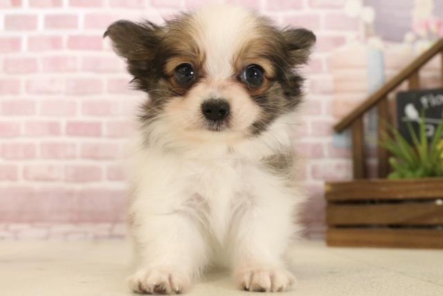 広島県のパピヨン (Coo&RIKU東広島店/2025年4月4日生まれ/女の子/ホワイトブラウン)の子犬