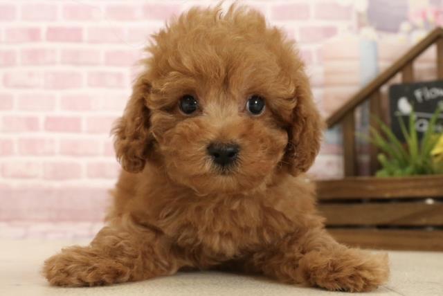大阪府のトイプードル(トイ) (Coo&RIKU枚方店/2025年4月6日生まれ/男の子/アプリコット)の子犬