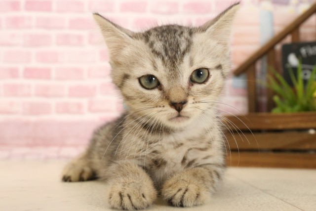 福岡県のマンチカン (Coo&RIKU福岡西店/2025年4月1日生まれ/男の子/シルバータビー)の子猫
