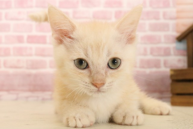 愛媛県のマンチカン (Coo&RIKUイオンタウン川之江店/2025年3月7日生まれ/男の子/クリームタビー)の子猫