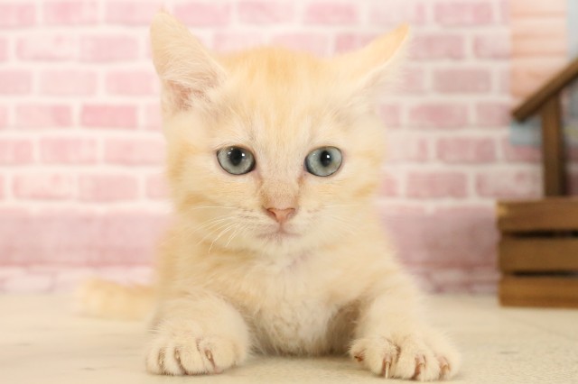 高知県のマンチカン (Coo&RIKU高知御座店/2025年3月7日生まれ/男の子/クリームタビー)の子猫