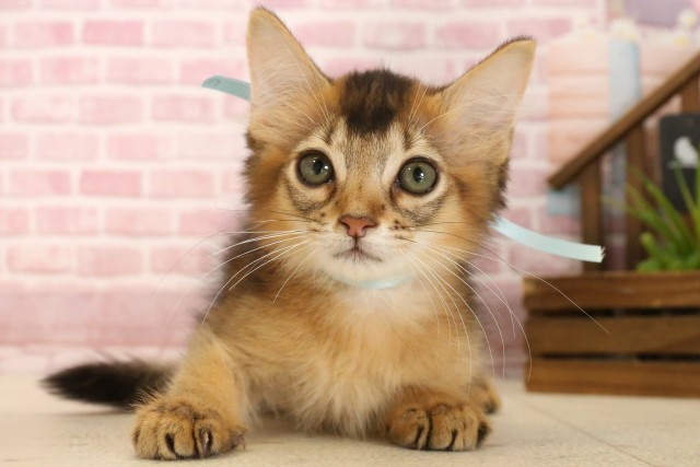 山口県のソマリ (Coo&RIKUサンパークあじす店/2025年3月13日生まれ/男の子/ルディ)の子猫