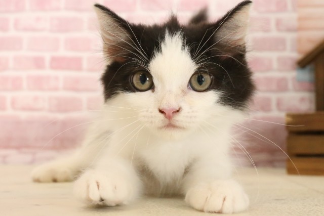 広島県のラガマフィン (Coo&RIKU東広島店/2025年3月9日生まれ/男の子/ブラックホワイト)の子猫