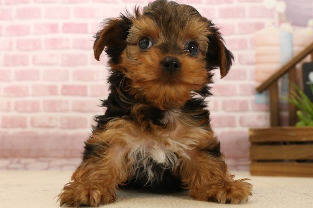 兵庫県のヨークシャーテリア (Coo&RIKU尼崎店/2025年4月4日生まれ/男の子/スチールブルータン)の子犬