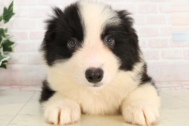 徳島県のボーダーコリー (Coo&RIKU徳島店/2025年4月4日生まれ/女の子/ブラックホワイト)の子犬