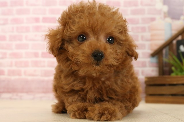 広島県のティーカッププードル (Coo&RIKU東広島店/2025年3月26日生まれ/男の子/レッド)の子犬