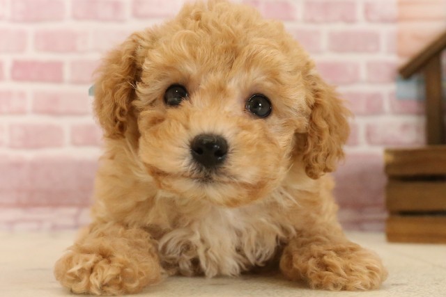 広島県のトイプードル(トイ) (Coo&RIKU広島北店/2025年4月4日生まれ/男の子/クリーム)の子犬