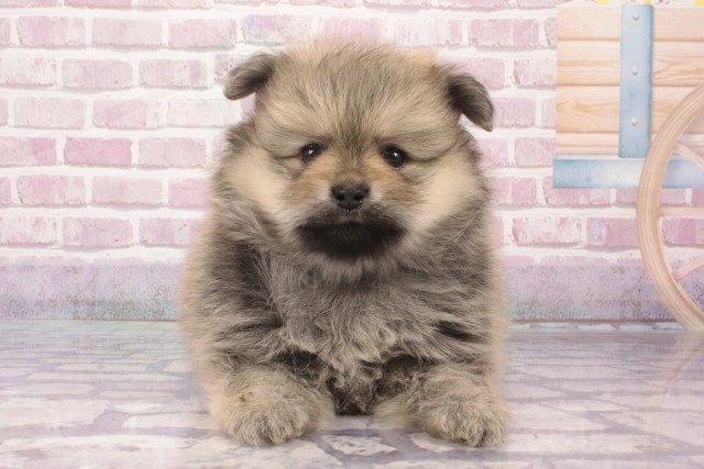 大阪府のポメラニアン (Coo&RIKU心斎橋店/2025年4月6日生まれ/男の子/ウルフセーブル)の子犬