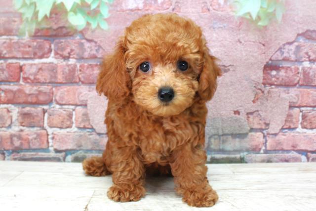 北海道のトイプードル(トイ) (Coo&RIKU函館店/2025年3月31日生まれ/女の子/レッド)の子犬