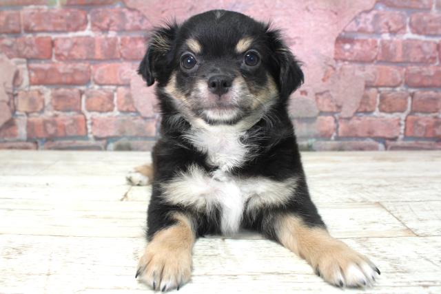 北海道のチワワ(ロング) (Coo&RIKU旭川店/2025年4月1日生まれ/男の子/ブラックタン)の子犬