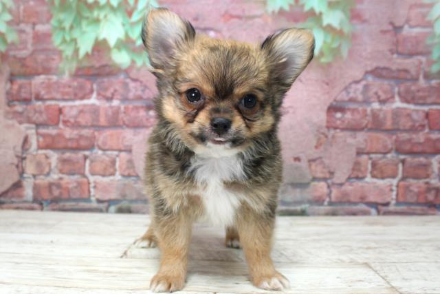 北海道のチワワ(ロング) (Coo&RIKU函館店/2025年4月1日生まれ/男の子/フォーン)の子犬