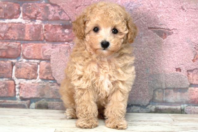 北海道のトイプードル(トイ) (Coo&RIKU旭川店/2025年4月1日生まれ/女の子/アプリコット)の子犬