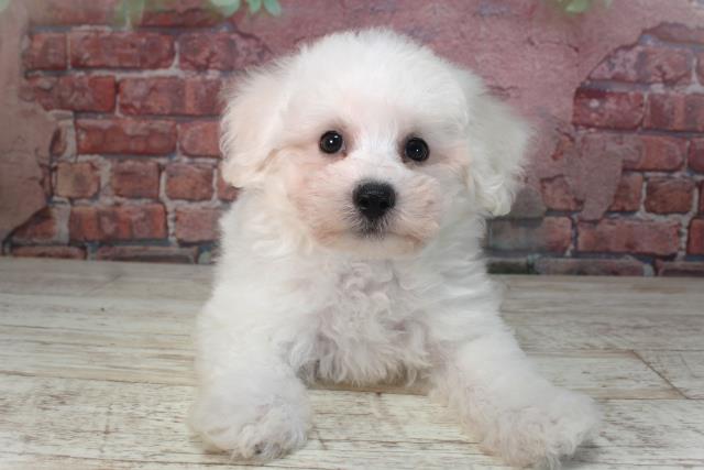 北海道のビションフリーゼ (Coo&RIKU函館店/2025年4月5日生まれ/男の子/ホワイト)の子犬