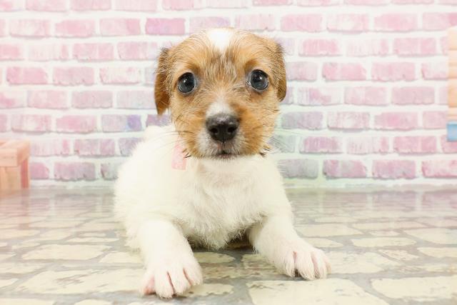 北海道のジャックラッセルテリア (Coo&RIKU函館店/2025年4月6日生まれ/女の子/ホワイトタン)の子犬