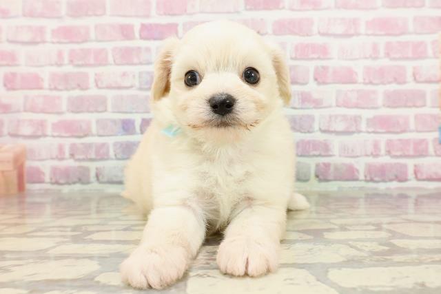 神奈川県のハーフ犬・ミックス犬 (Coo&RIKU相模原店/2025年4月6日生まれ/男の子/クリーム)の子犬