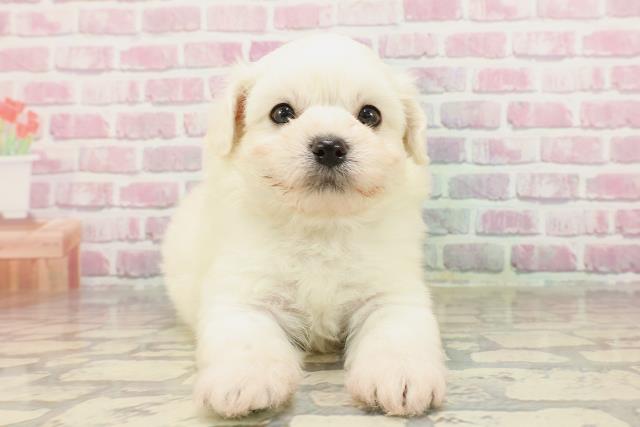 東京都のハーフ犬・ミックス犬 (Coo&RIKU自由が丘店/2025年4月6日生まれ/男の子/クリーム)の子犬