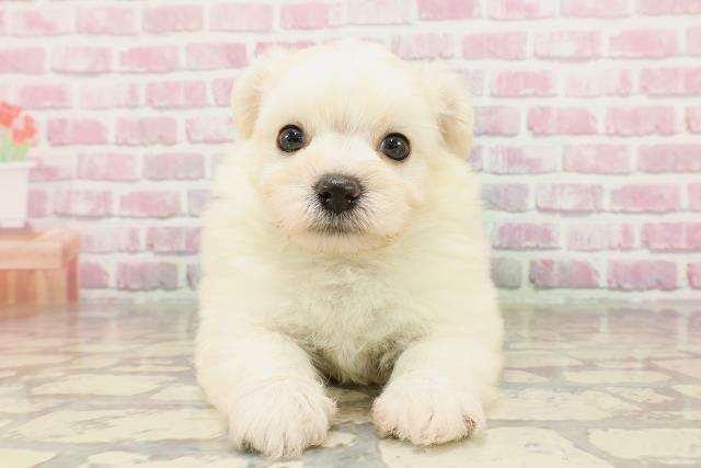 神奈川県のハーフ犬・ミックス犬 (Coo&RIKU横浜青葉店/2025年4月6日生まれ/男の子/クリーム)の子犬