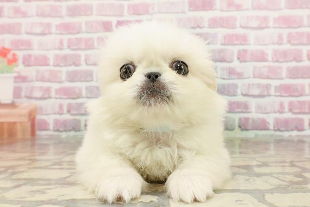 長野県のペキニーズ (Coo&RIKU長野店/2025年3月30日生まれ/男の子/ホワイト)の子犬