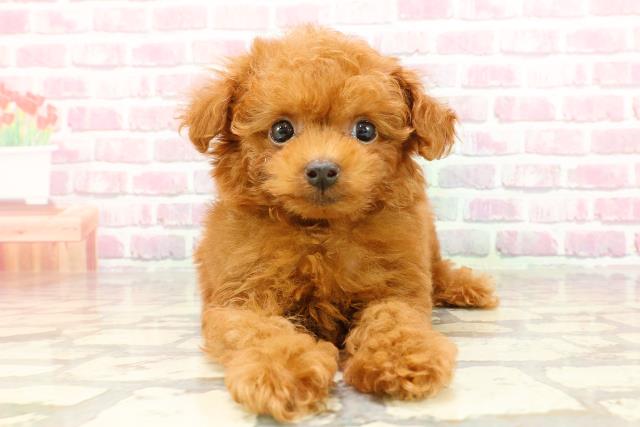 福井県のトイプードル(トイ) (Coo&RIKU福井店/2025年3月31日生まれ/男の子/レッド)の子犬