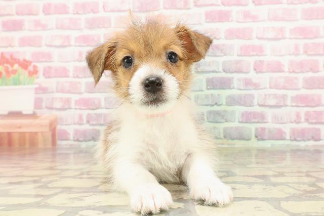 福井県のジャックラッセルテリア (Coo&RIKU福井店/2025年3月17日生まれ/女の子/ホワイトタン)の子犬