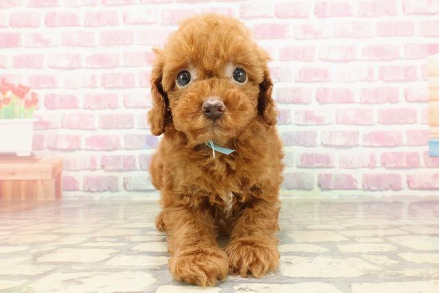 石川県のトイプードル(トイ) (Coo&RIKUイオン野々市南店/2025年4月1日生まれ/男の子/レッド)の子犬