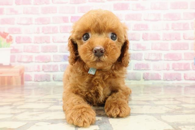埼玉県のトイプードル(トイ) (Coo&RIKU岩槻店/2025年4月1日生まれ/男の子/レッド)の子犬