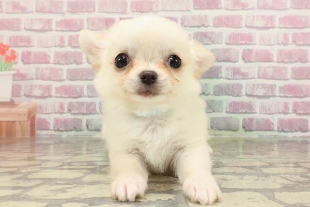 福井県のチワワ(ロング) (Coo&RIKU福井店/2025年4月2日生まれ/男の子/クリーム)の子犬