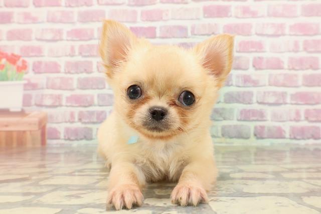 埼玉県のチワワ(ロング) (Coo&RIKUアニマルケアセンター大宮/2025年4月2日生まれ/男の子/フォーン)の子犬