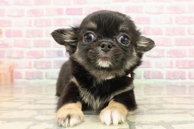 福井県のチワワ(ロング) (Coo&RIKU福井店/2025年4月2日生まれ/女の子/ブラックタンホワイト)の子犬