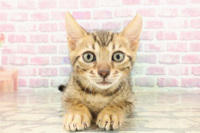 北海道のベンガル (Coo&RIKU札幌西店/2025年4月4日生まれ/男の子/ブラウンスポットタビー)の子猫