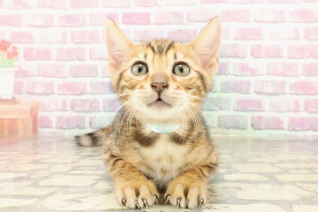 北海道のベンガル (Coo&RIKU函館店/2025年4月4日生まれ/男の子/ブラウンスポットタビー)の子猫