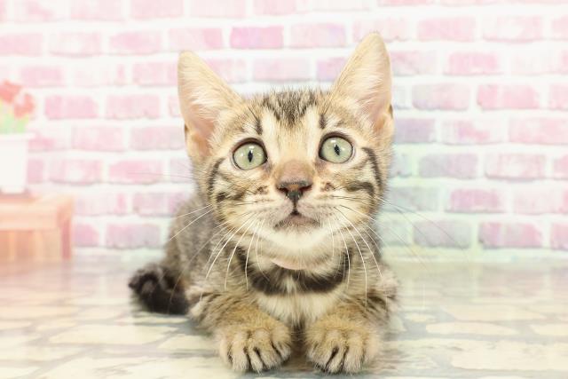 北海道のベンガル (Coo&RIKU旭川店/2025年4月4日生まれ/女の子/ブラウンスポットタビー)の子猫