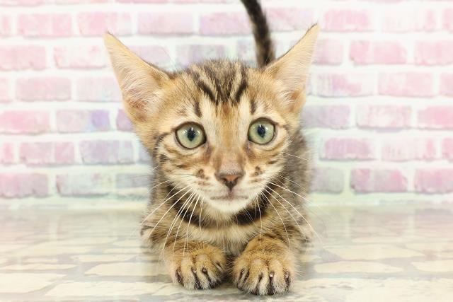 神奈川県のベンガル (Coo&RIKU横須賀店/2025年4月4日生まれ/女の子/ブラウンスポットタビー)の子猫