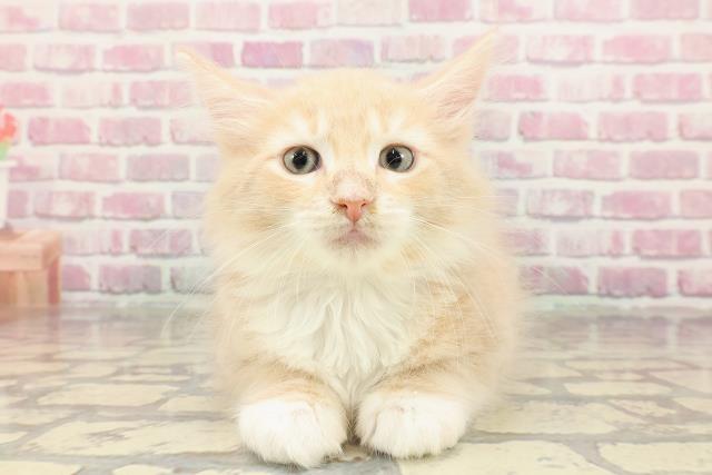 埼玉県のメインクーン (Coo&RIKUアニマルケアセンター大宮/2025年4月4日生まれ/男の子/クリームタビー)の子猫