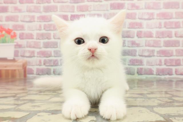 東京都のエキゾチック (Coo&RIKU足立本店/2025年3月28日生まれ/男の子/ホワイト)の子猫