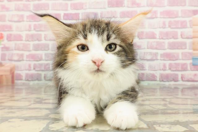 ノルウェージャン・フォレストキャット