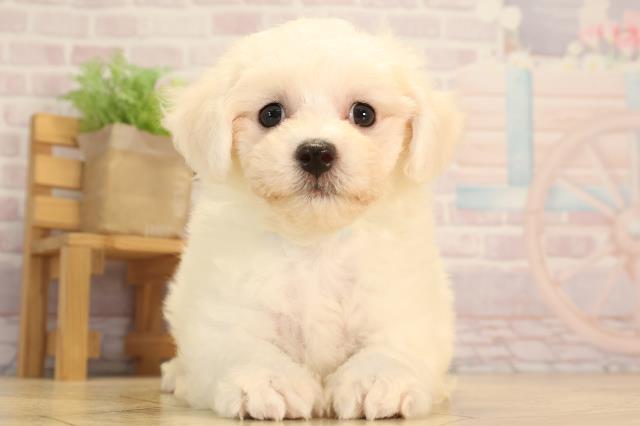 三重県のビションフリーゼ (Coo&RIKU四日市店/2025年4月4日生まれ/男の子/ホワイト)の子犬