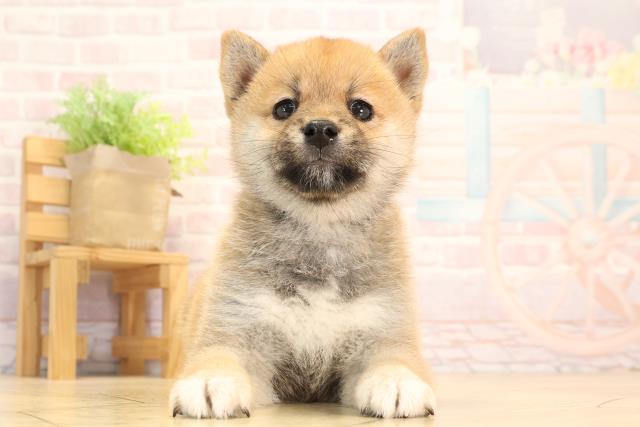 愛知県の豆柴 (Coo&RIKU名古屋滝ノ水店/2025年4月5日生まれ/女の子/赤)の子犬