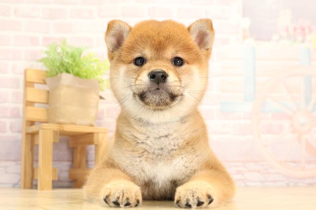 愛知県の豆柴 (Coo&RIKU名古屋みなと店/2025年4月5日生まれ/男の子/赤)の子犬