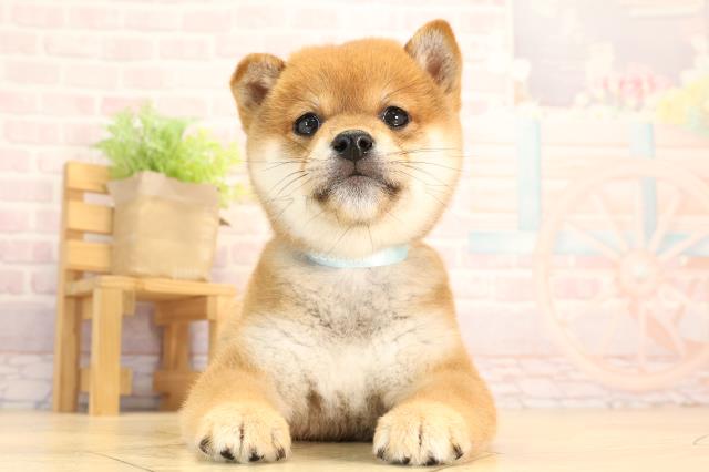 豆柴