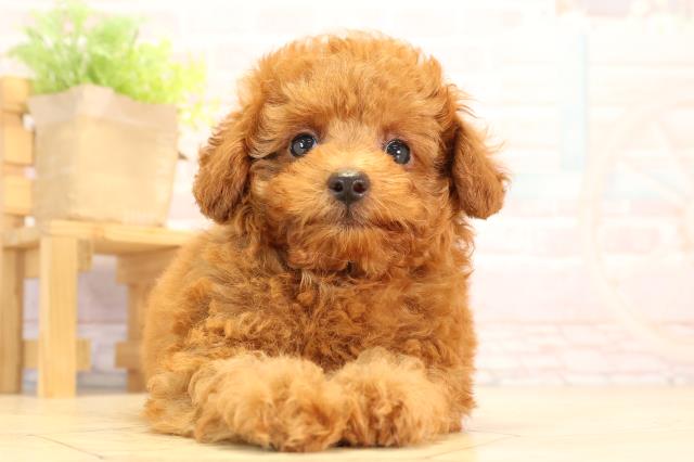愛知県のトイプードル(トイ) (Coo&RIKU半田店/2025年4月4日生まれ/男の子/レッド)の子犬