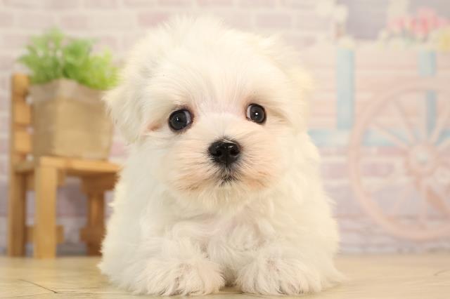 愛知県のマルチーズ (Coo&RIKU名古屋みなと店/2025年4月6日生まれ/男の子/ホワイト)の子犬