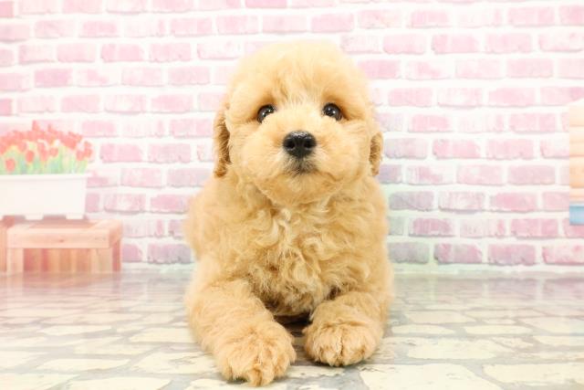 埼玉県のトイプードル(トイ) (Coo&RIKUアニマルケアセンター大宮/2025年4月4日生まれ/男の子/アプリコット)の子犬