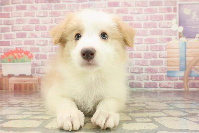 新潟県のボーダーコリー (Coo&RIKU長岡店/2025年4月1日生まれ/男の子/レッドホワイト)の子犬