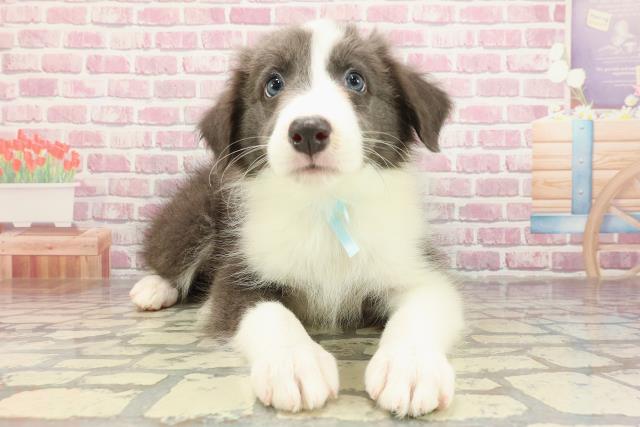 埼玉県のボーダーコリー (Coo&RIKU桶川店/2025年4月1日生まれ/男の子/ブルーホワイト)の子犬